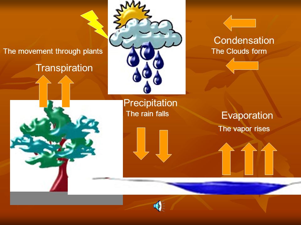 Condensation Transpiration Precipitation Evaporation The Clouds form