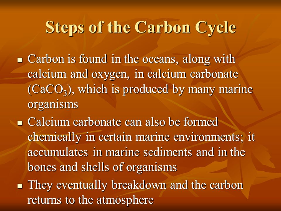 Steps of the Carbon Cycle