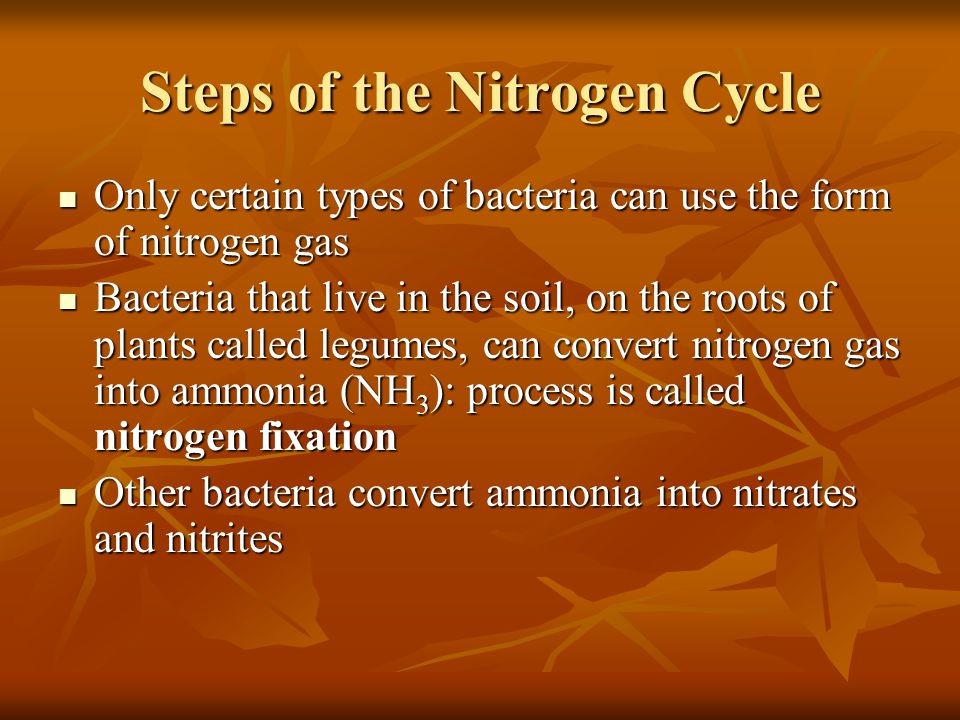Steps of the Nitrogen Cycle