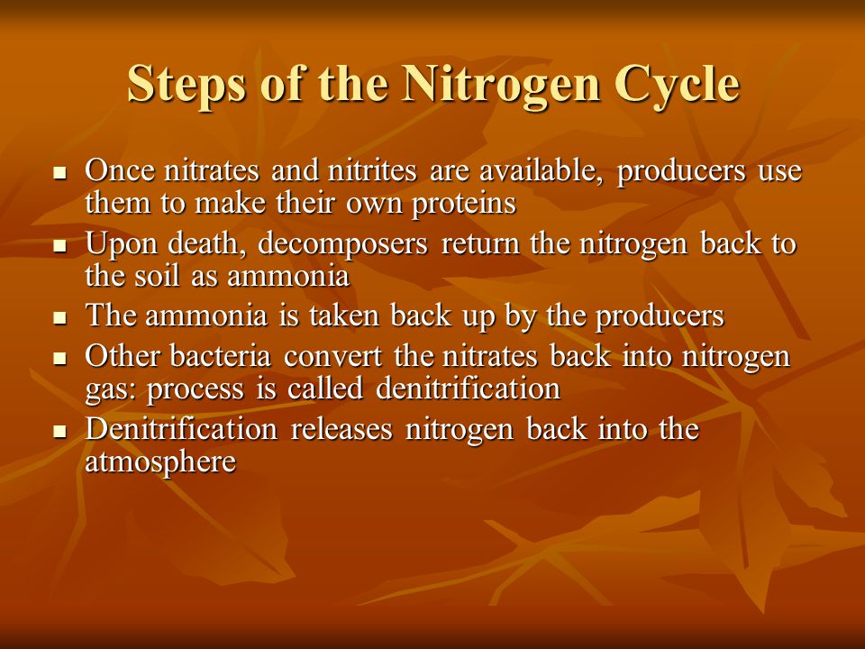 Steps of the Nitrogen Cycle