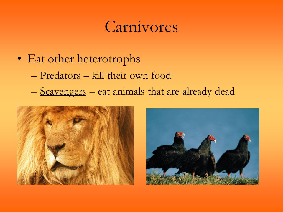 Carnivores Eat other heterotrophs Predators – kill their own food