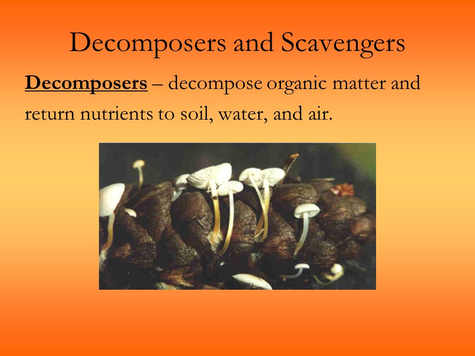Decomposers and Scavengers