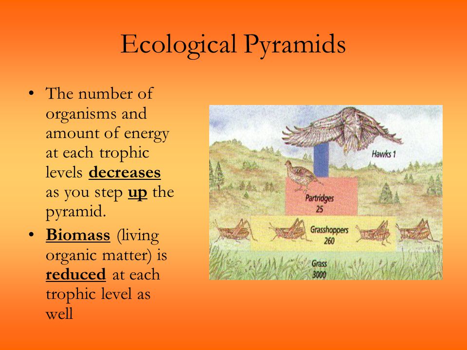 Ecological Pyramids The number of organisms and amount of energy at each trophic levels decreases as you step up the pyramid.