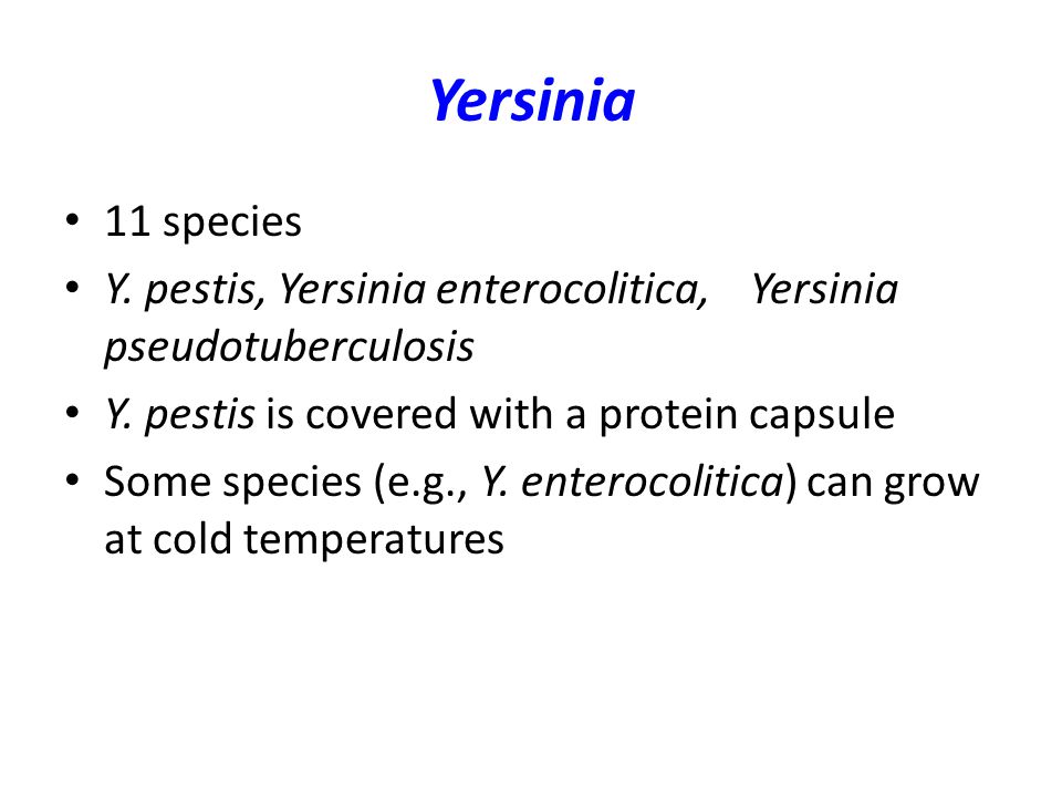 Yersinia 11 species. Y. pestis, Yersinia enterocolitica, Yersinia pseudotuberculosis. Y. pestis is covered with a protein capsule.
