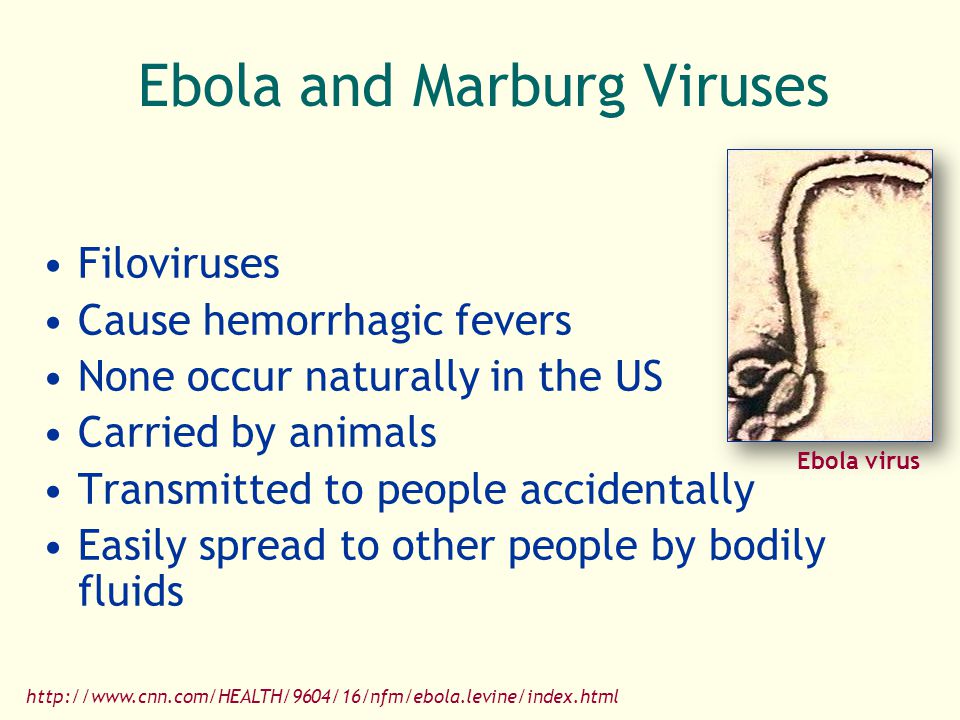 Реферат: Ebola And Marburg Viruses Essay Research Paper