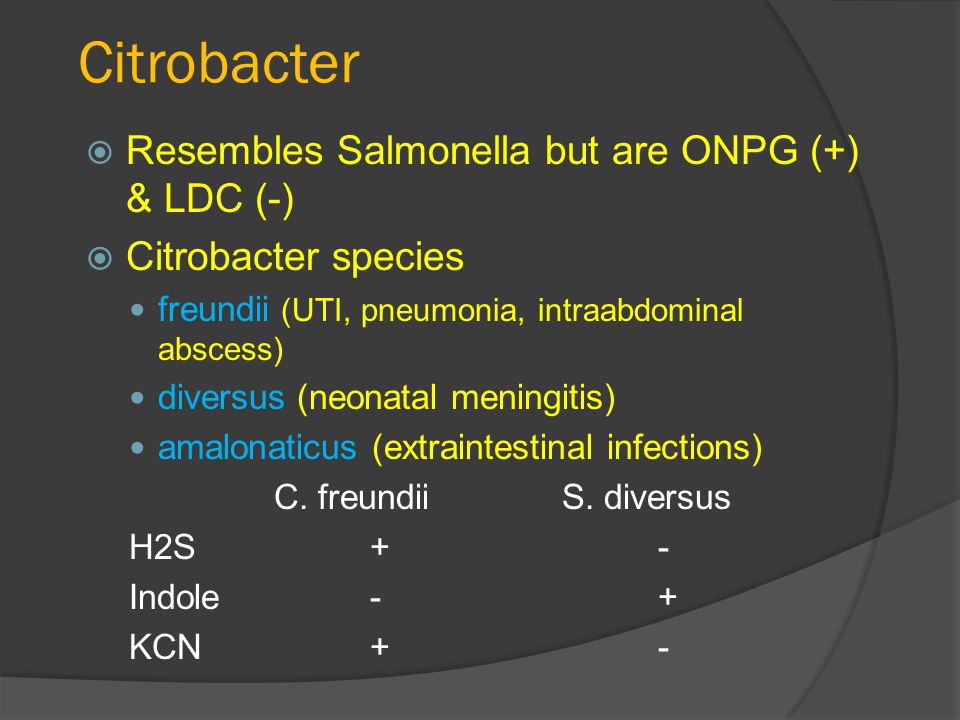 Members of the Family Enterobacteriaceae - ppt video online download