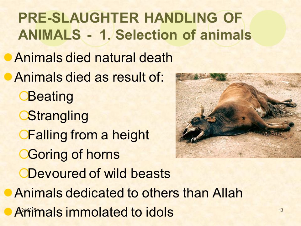 Islamic Slaughtering and Meat Quality - ppt video online download