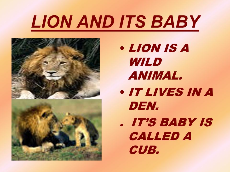 ANIMALS AND THEIR YOUNG ONES - ppt video online download