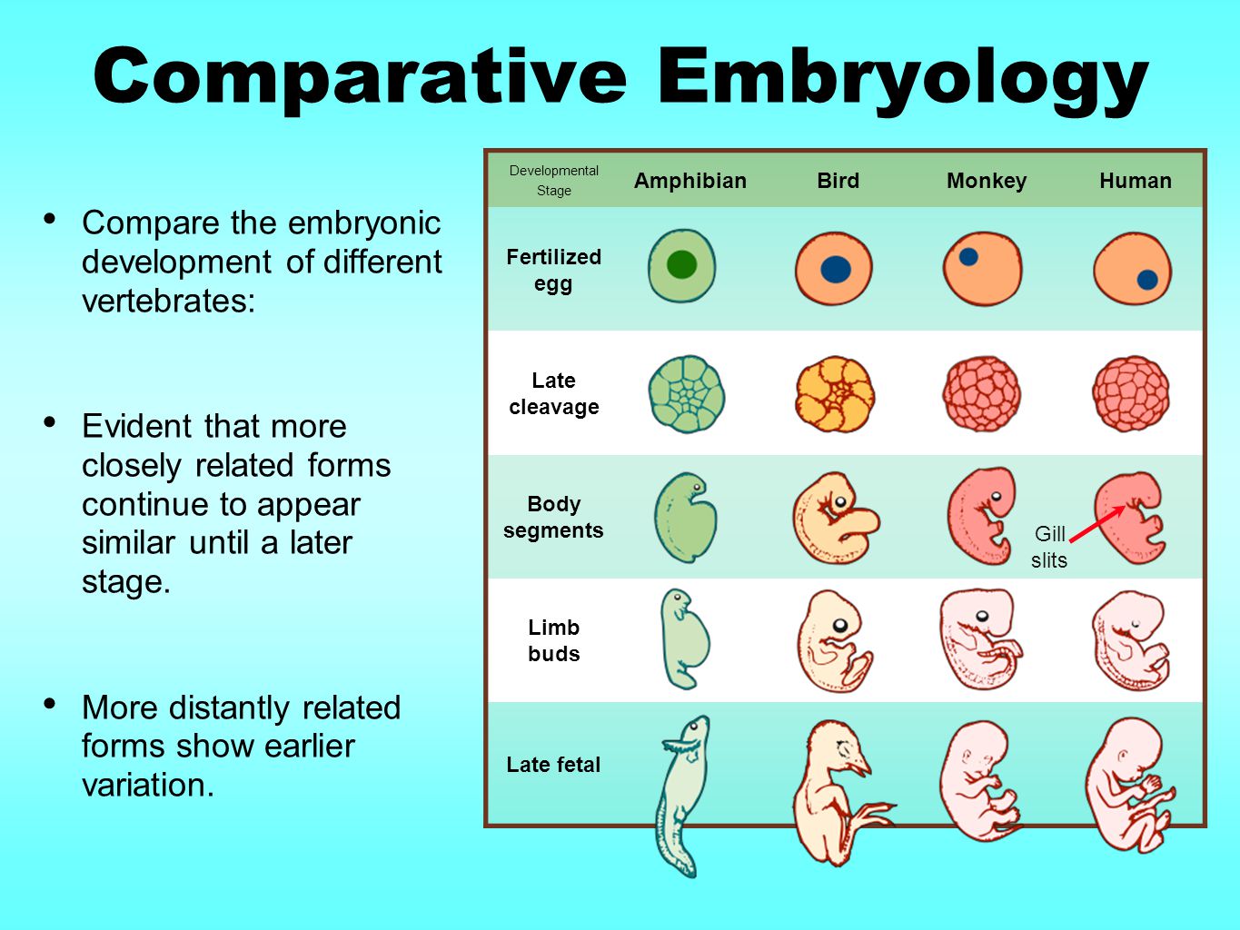 Эмбриология. Comparative Embryology. Embryology write. Эмбриология на английском.