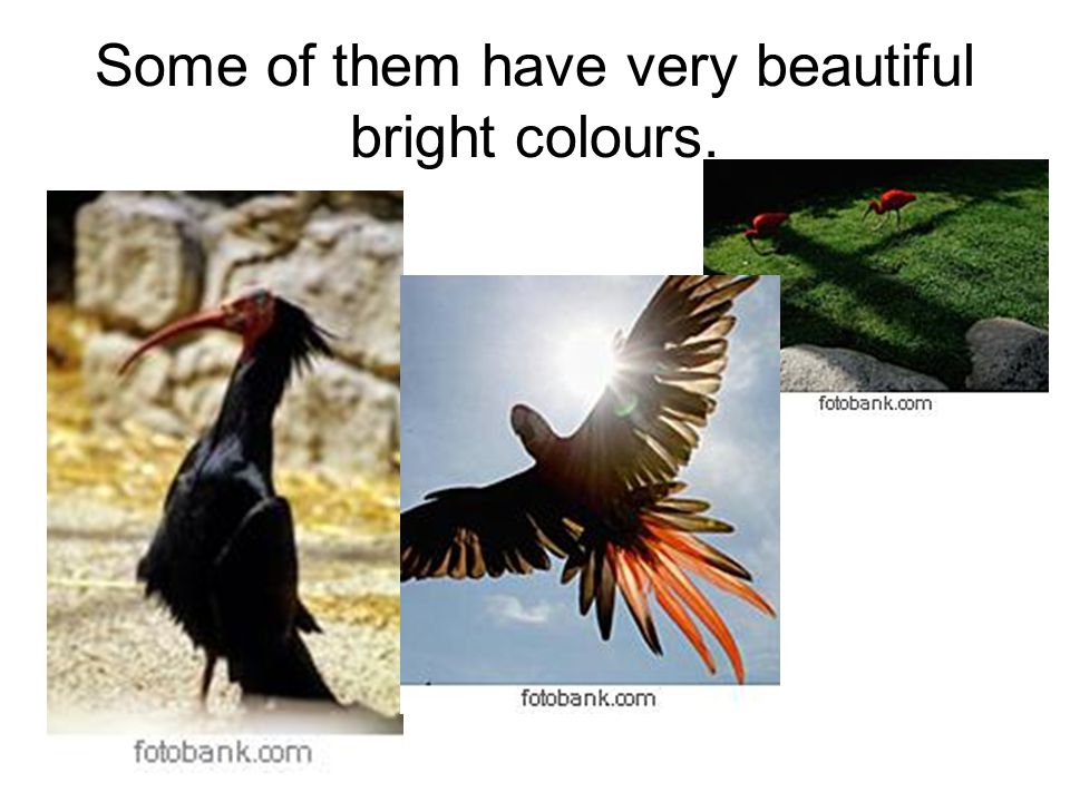 Some of them have very beautiful bright colours.