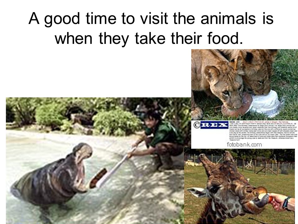 A good time to visit the animals is when they take their food.