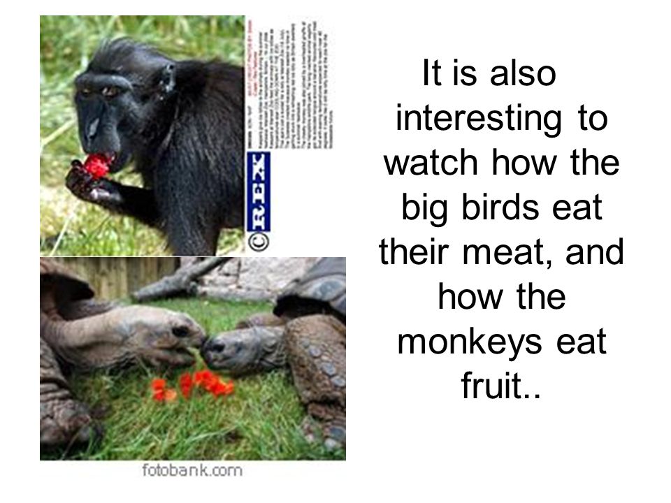 It is also interesting to watch how the big birds eat their meat, and how the monkeys eat fruit..