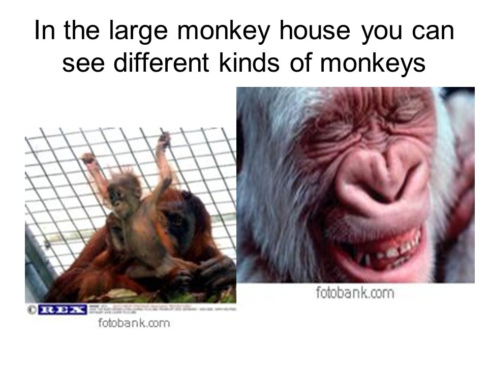 In the large monkey house you can see different kinds of monkeys