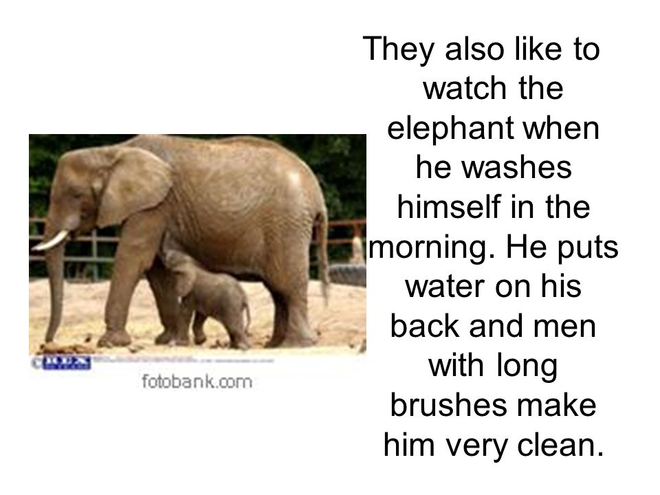 They also like to watch the elephant when he washes himself in the morning.
