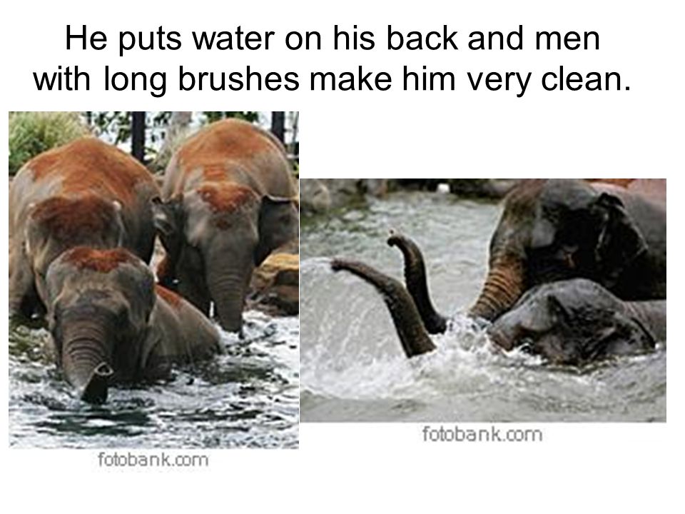 He puts water on his back and men with long brushes make him very clean.
