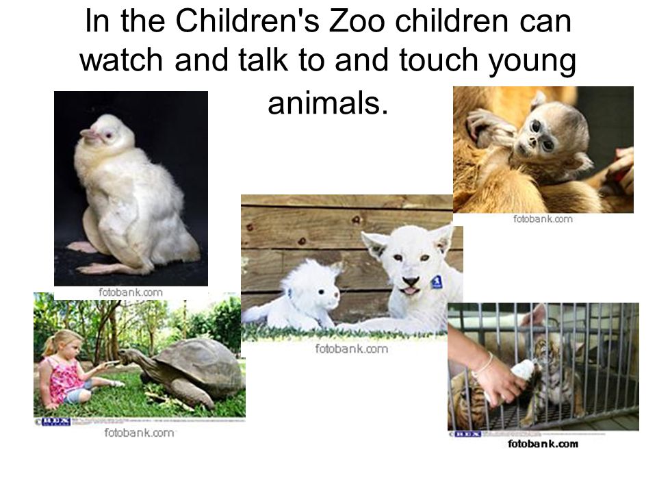 In the Children s Zoo children can watch and talk to and touch young animals.