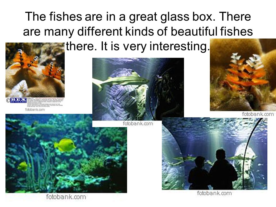 The fishes are in a great glass box