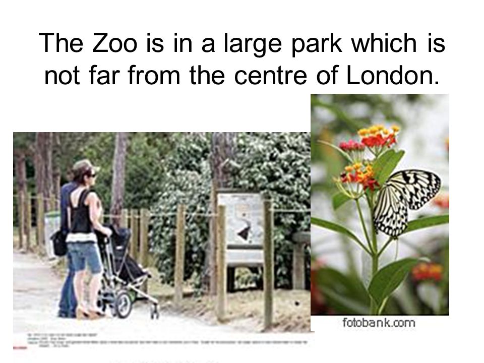 The Zoo is in a large park which is not far from the centre of London.