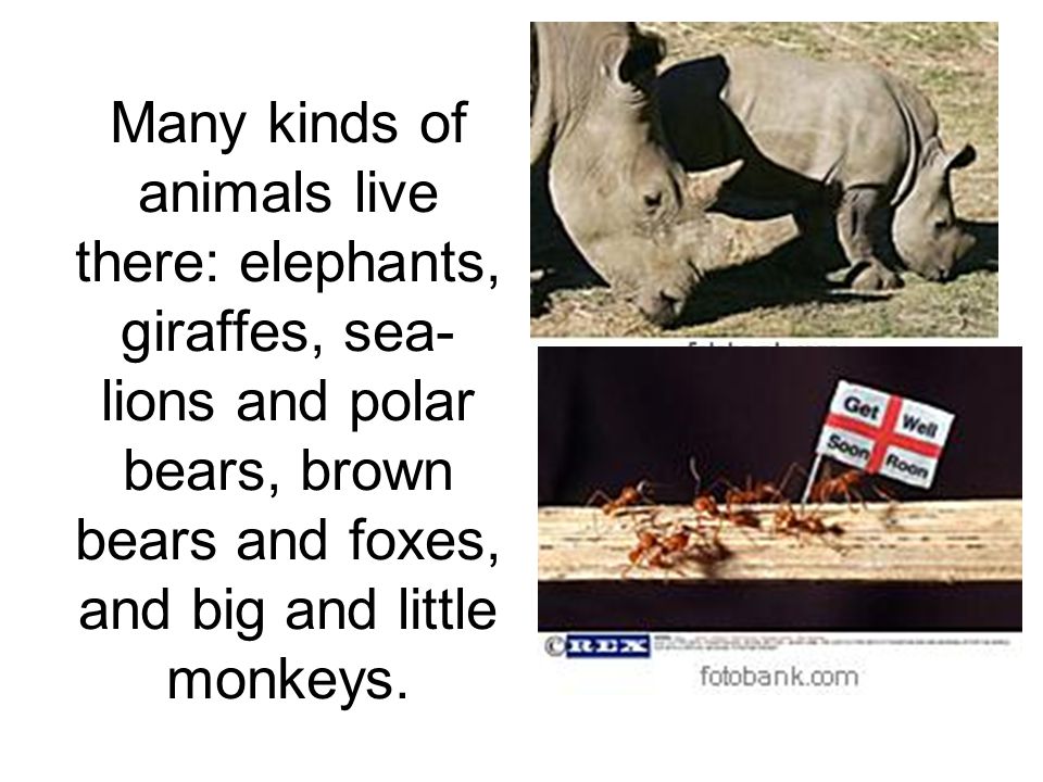 Many kinds of animals live there: elephants, giraffes, sea-lions and polar bears, brown bears and foxes, and big and little monkeys.