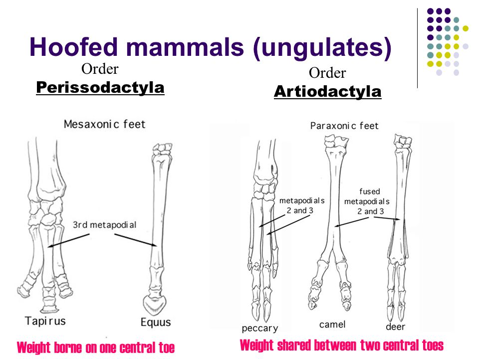 Hoofed mammals Ungulates. - ppt video online download