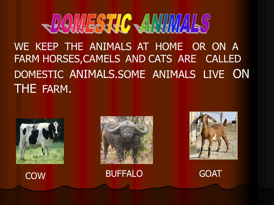 ANIMALS AROUND US GIST OF THE LESSON - ppt video online download ANIMALS AROUND US GIST OF THE LESSON - ppt video online download