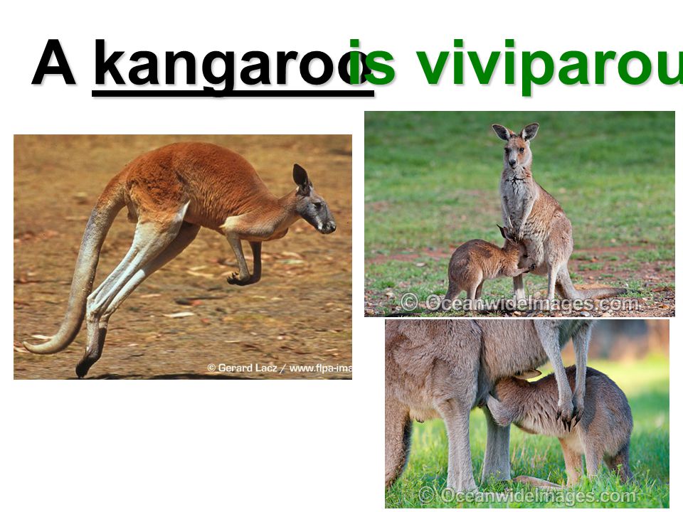 A bear is viviparous. - ppt video online download A bear is viviparous. - ppt video online download