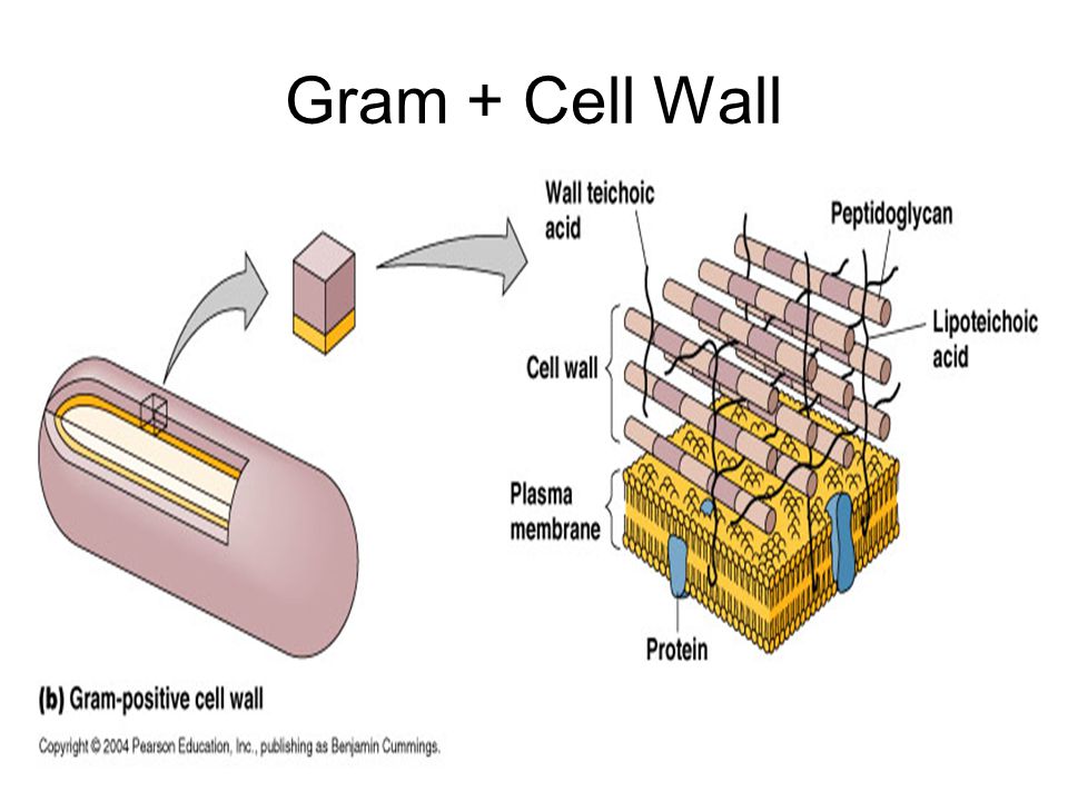 Клеточная стенка 5 класс. Клеточная стенка вирусов. Клеточная стенка у человека. Prokaryotic Cell. Клеточные стенки Рыжика.