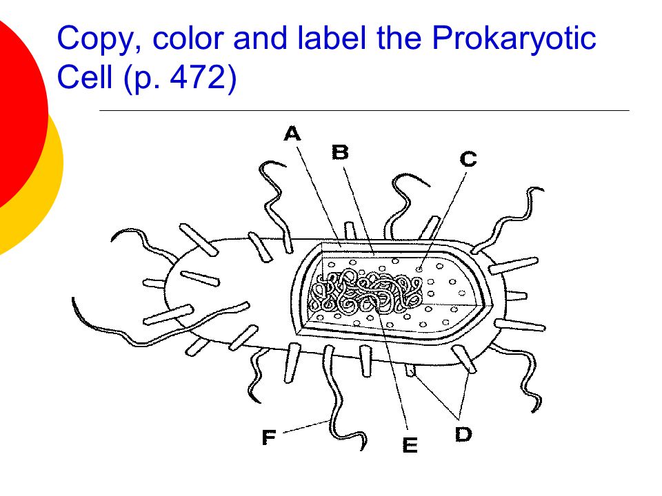 Cells!. - ppt video online download