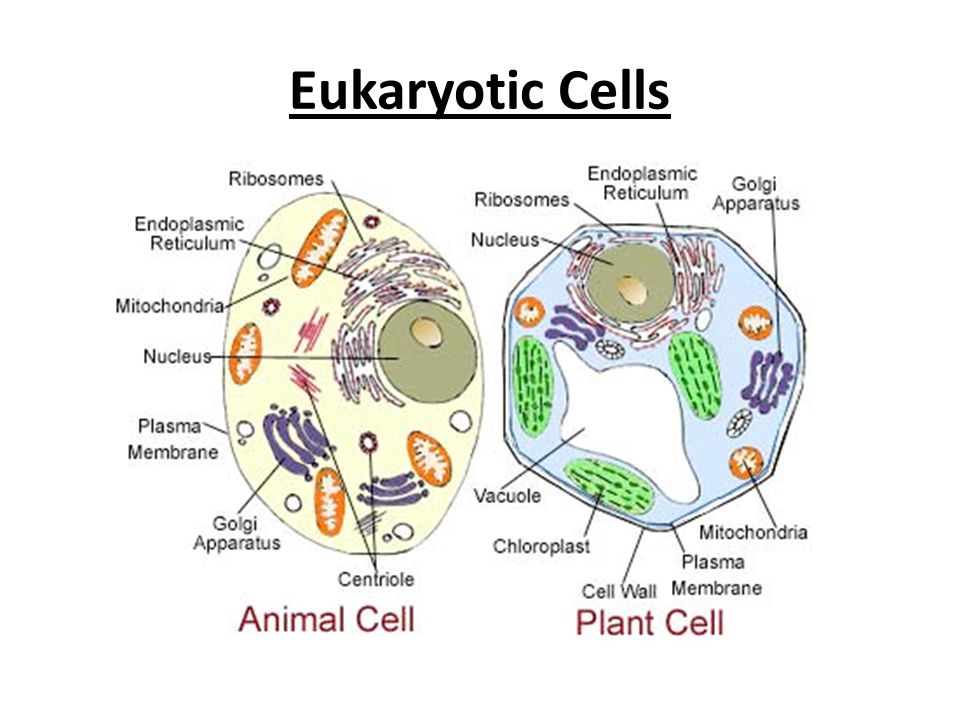 Cell contains. Differences between animal and Plant Cells. Difference between Plant Cell and animal Cell. Differences between animal and Plant Cells eukaryotic CLLS. Different between Plant Cell and animal Cell.