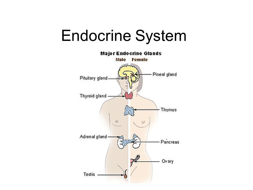Endocrine System.