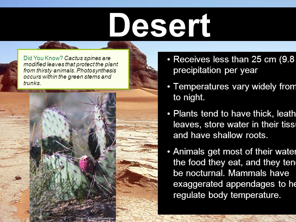 Desert Receives less than 25 cm (9.8 in.) of precipitation per year