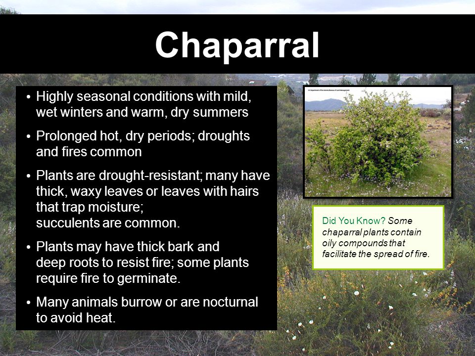 Chaparral Highly seasonal conditions with mild, wet winters and warm, dry summers. Prolonged hot, dry periods; droughts and fires common.
