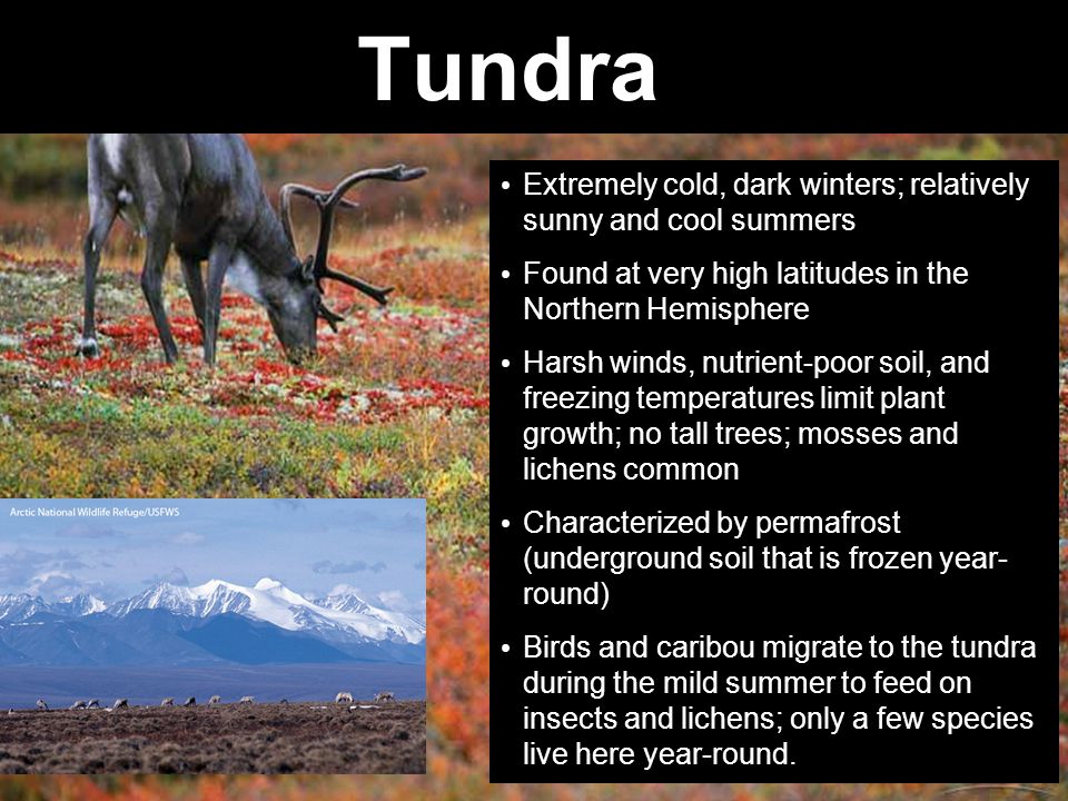 Tundra Extremely cold, dark winters; relatively sunny and cool summers