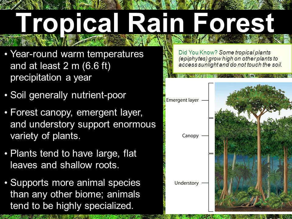 Tropical Rain Forest Did You Know Some tropical plants (epiphytes) grow high on other plants to access sunlight and do not touch the soil.