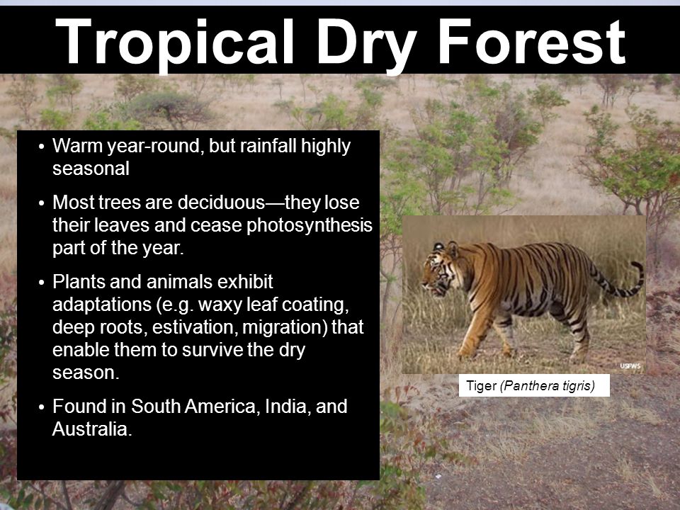 Tropical Dry Forest Warm year-round, but rainfall highly seasonal