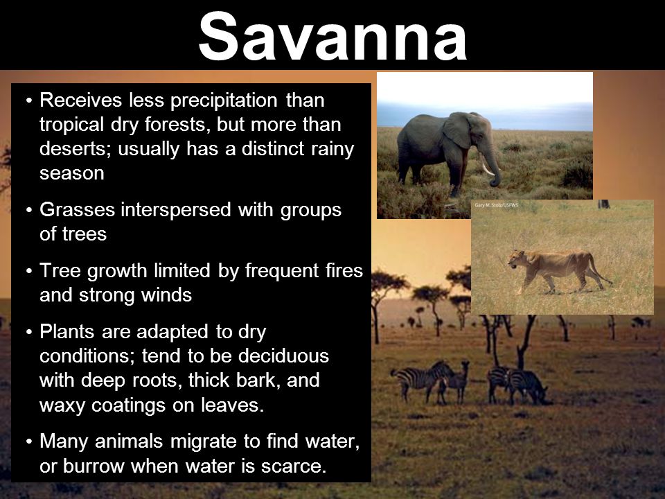 Savanna Receives less precipitation than tropical dry forests, but more than deserts; usually has a distinct rainy season.