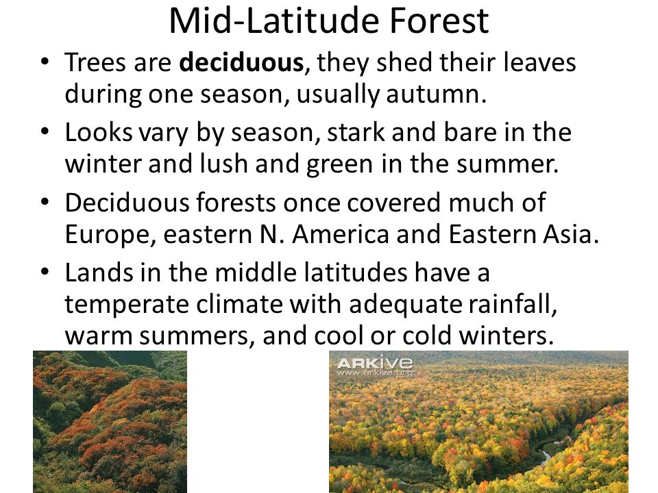 Mid-Latitude Forest Trees are deciduous, they shed their leaves during one season, usually autumn.