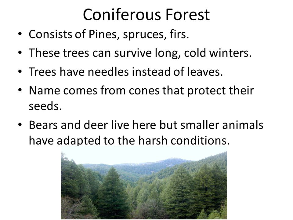 Coniferous Forest Consists of Pines, spruces, firs.