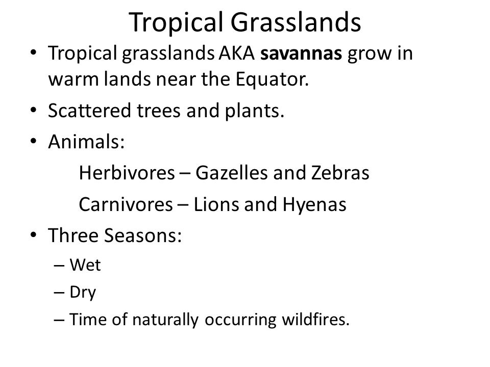 Tropical Grasslands Tropical grasslands AKA savannas grow in warm lands near the Equator. Scattered trees and plants.