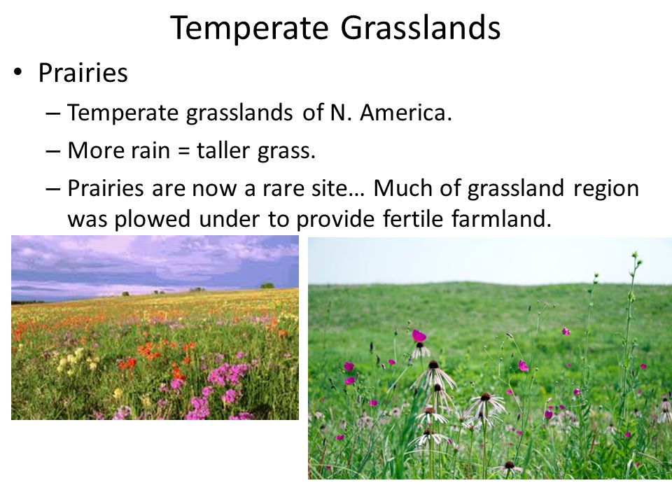 Temperate Grasslands Prairies Temperate grasslands of N. America.