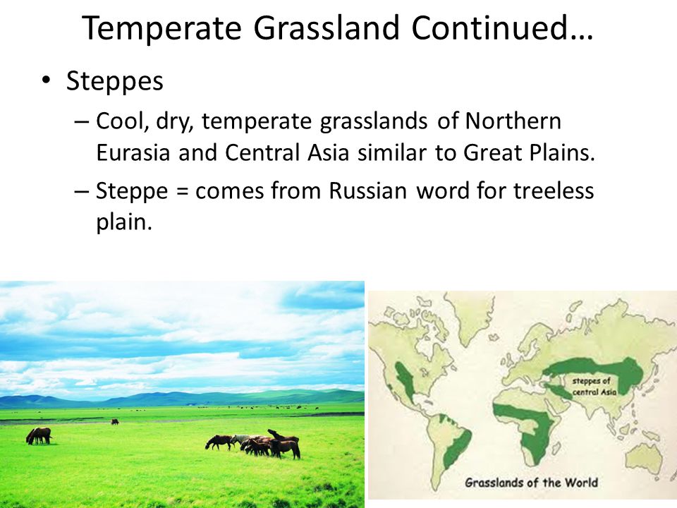 Temperate Grassland Continued…