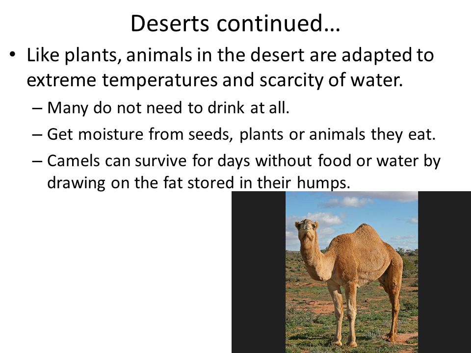Deserts continued… Like plants, animals in the desert are adapted to extreme temperatures and scarcity of water.