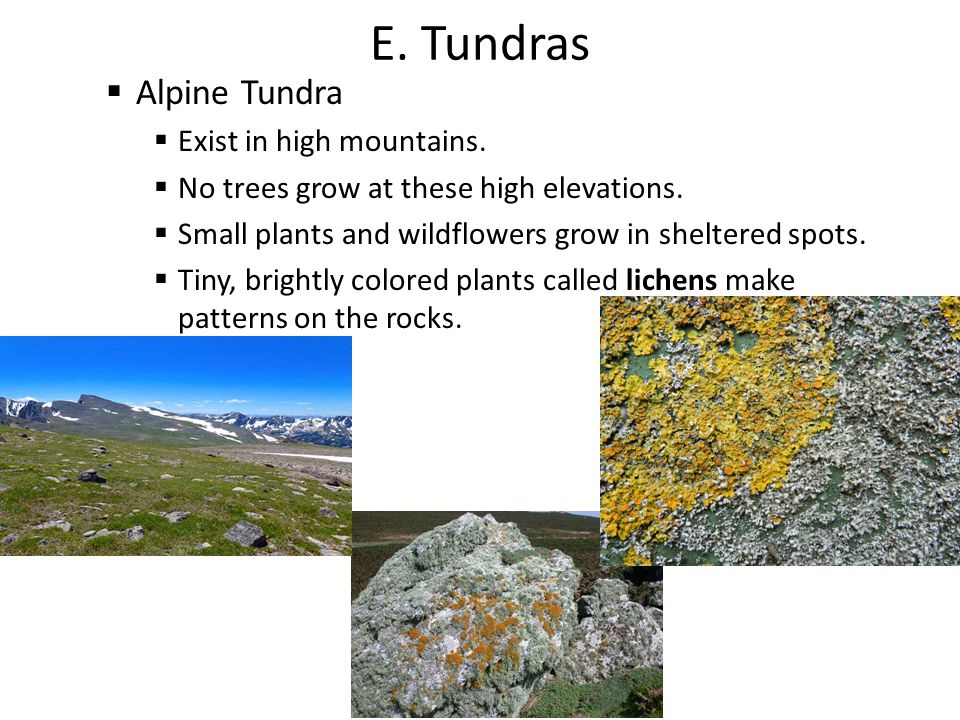 E. Tundras Alpine Tundra Exist in high mountains.