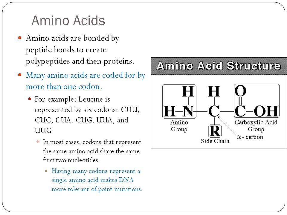 Protein Synthesis Ppt Download