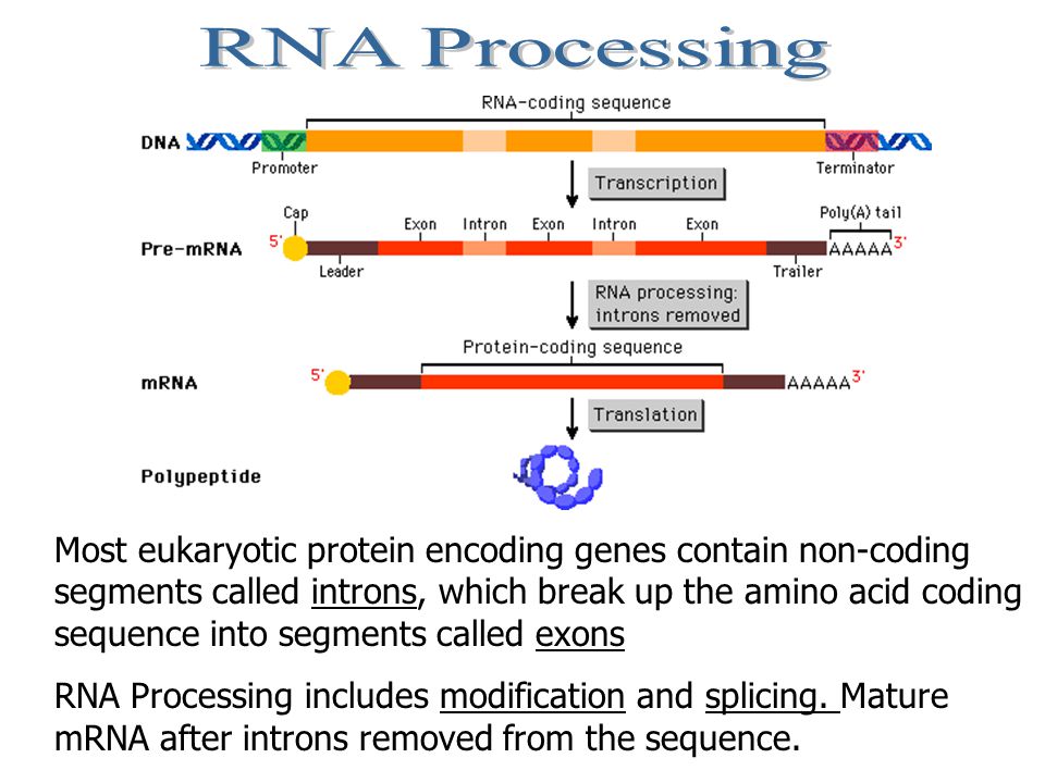 Non coding. RNA processing and Splicing. RNA processing. RNA introns. Coding sequences introns.