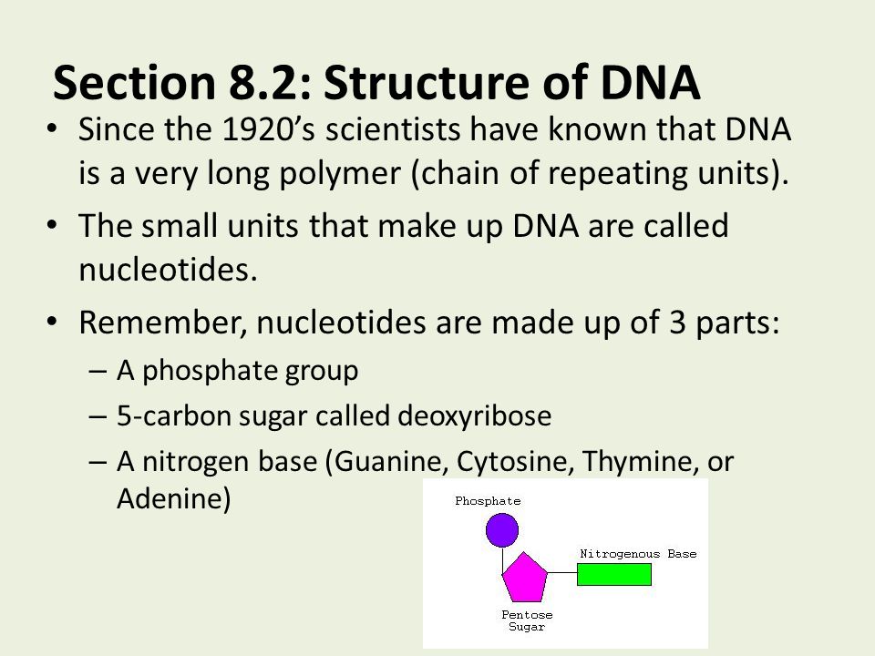 Chapter 8 From Dna To Proteins Ppt Video Online Download