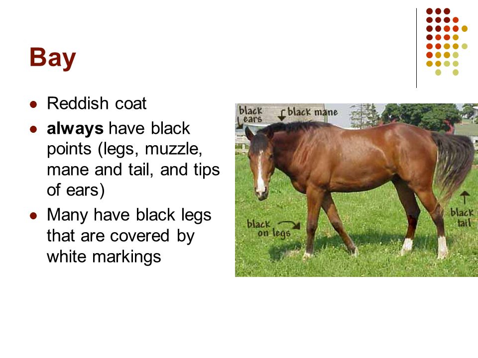 horse colors and markings  ppt download