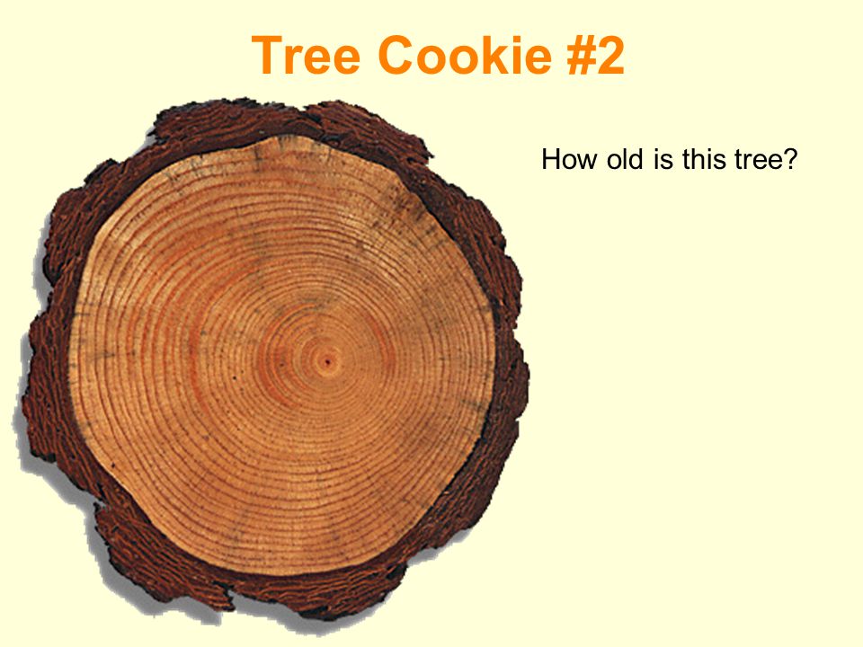 Tree Cookie #2 How old is this tree