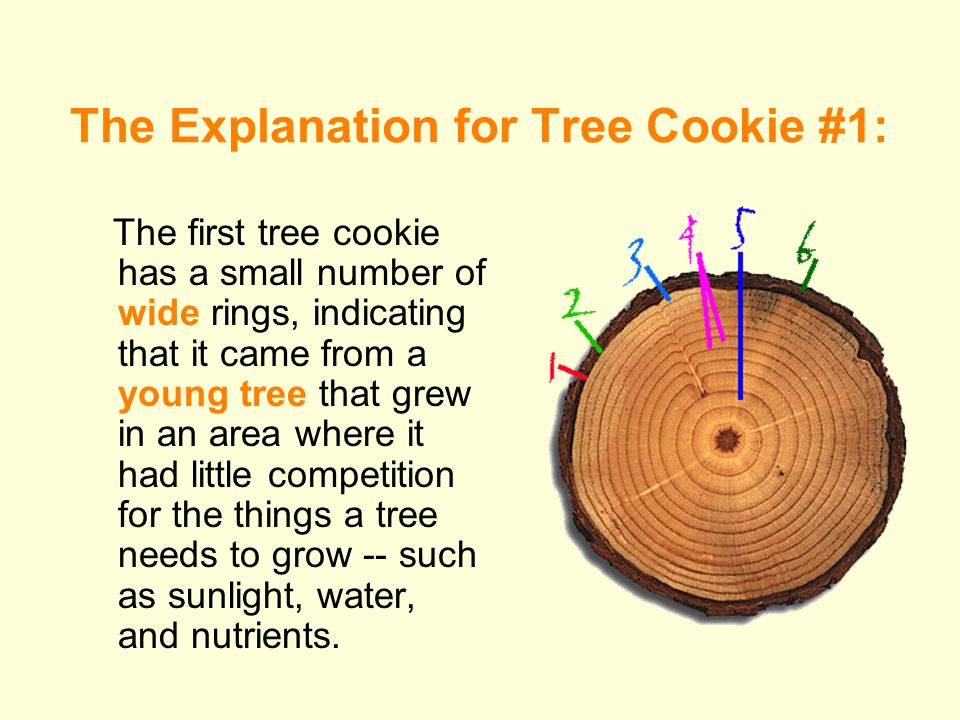 The Explanation for Tree Cookie #1: