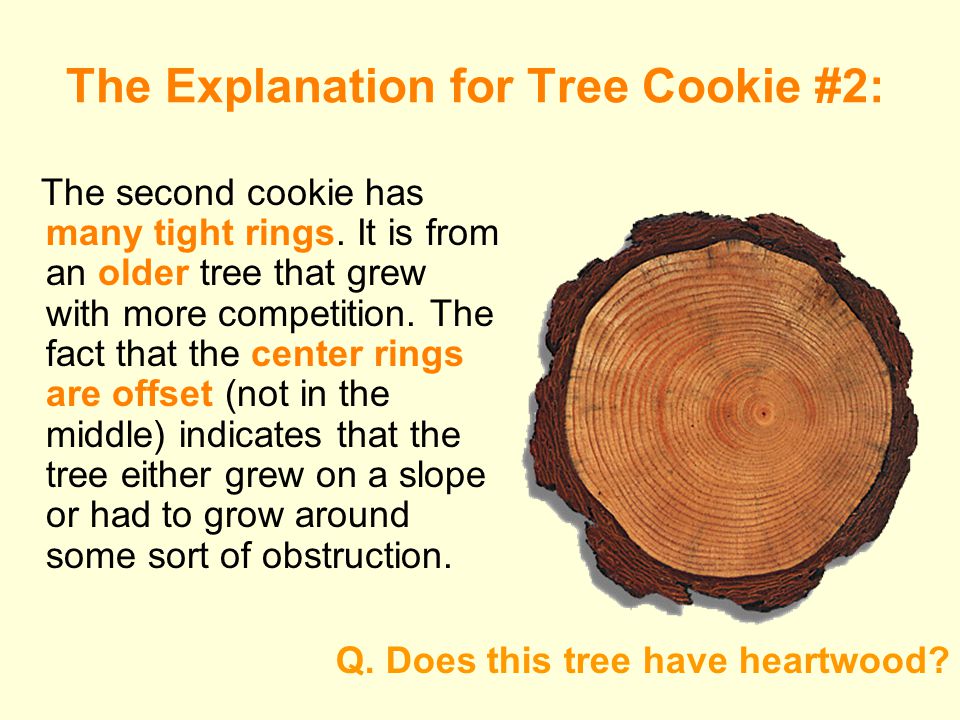 The Explanation for Tree Cookie #2: